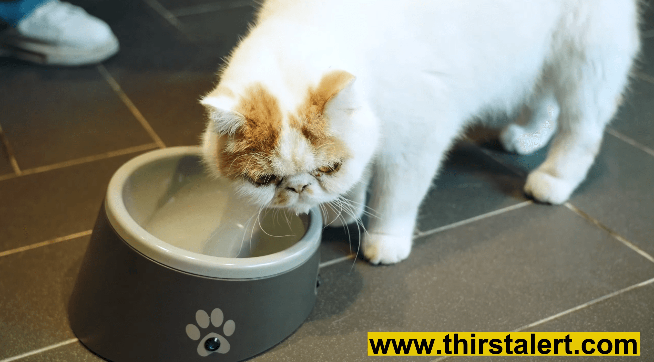 Load video: Cat water bowl